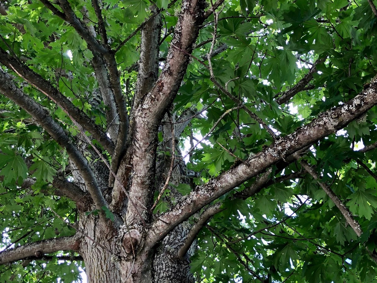 P4C and the British Columbia Curriculum’s Core Competencies:&nbsp;Thinking