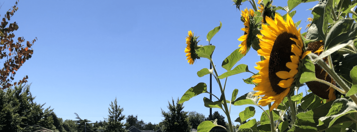 Reflections on P4C and Teaching in British&nbsp;Columbia